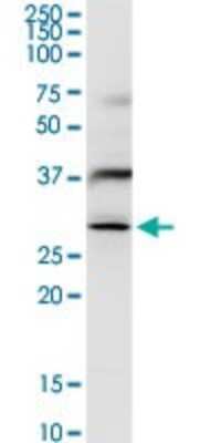 Western Blot: FUS2 Antibody [H00024142-D01P]