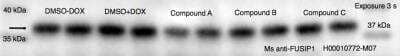 Western Blot: FUSIP1 Antibody (1G11) [H00010772-M07]