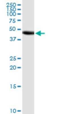 Western Blot: FUT10 Antibody (4H3) [H00084750-M04]