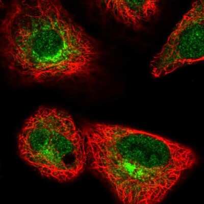 Immunocytochemistry/ Immunofluorescence: FUT10 Antibody [NBP2-31724]