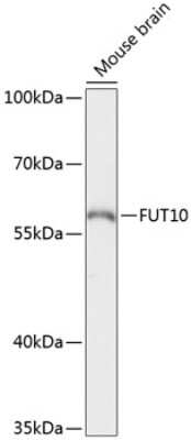 Western Blot: FUT10 AntibodyAzide and BSA Free [NBP3-04658]