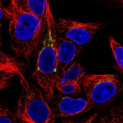 Immunocytochemistry/ Immunofluorescence: FUT6 Antibody [NBP2-55006]