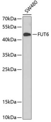 Western Blot: FUT6 AntibodyBSA Free [NBP3-04778]