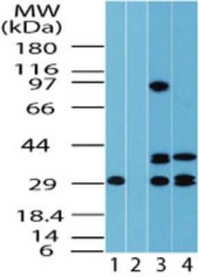 Western Blot: FUZ AntibodyAzide Free [NBP2-33260]