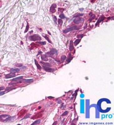 Immunohistochemistry-Paraffin: FUZ Antibody [NBP2-24750]