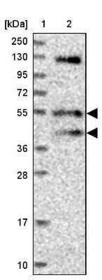 Western Blot: FUZ Antibody [NBP1-82111]