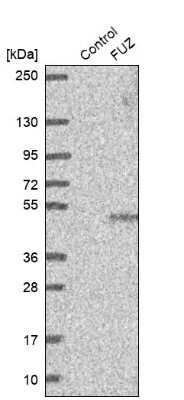 Western Blot: FUZ Antibody [NBP1-82112]