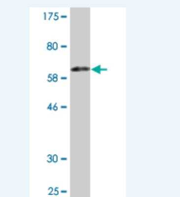 Western Blot: FVT1 Antibody (3E8) [H00002531-M09]