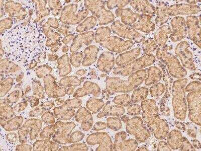 Immunohistochemistry-Paraffin: FXC1 Antibody [NBP3-06236]