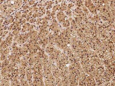 Immunohistochemistry-Paraffin: FXC1 Antibody [NBP3-06236]