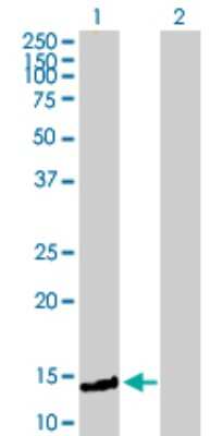 Western Blot: FXC1 Antibody [H00026515-B01P]