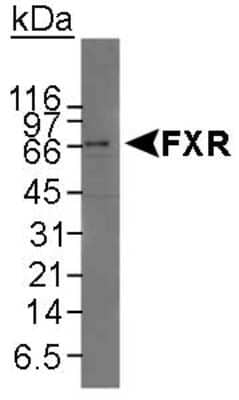 Western Blot: FXR/NR1H4 Antibody [NB400-153]