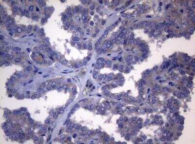 Immunohistochemistry-Paraffin: FXR/NR1H4 Antibody (OTI4F12) [NBP2-46221]