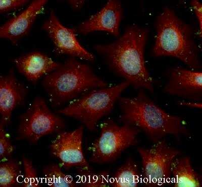 Immunocytochemistry/ Immunofluorescence: FXR/NR1H4 Antibody [NB400-153]