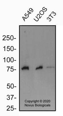 Western Blot: FXR/NR1H4 Antibody [NB400-153]