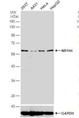 Western Blot: FXR/NR1H4 Antibody [NBP2-16550]