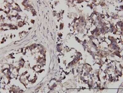 Immunohistochemistry-Paraffin: FXR1 Antibody (2G11) [H00008087-M01]