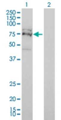 Western Blot: FXR1 Antibody (2G11) [H00008087-M01]