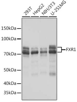 Western Blot: FXR1 Antibody (2S2B1) [NBP3-16681]