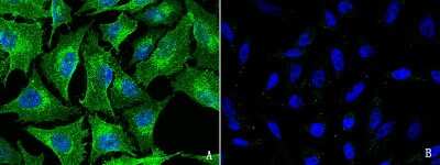 Immunocytochemistry/ Immunofluorescence: FXR1 Antibody [NBP2-98797]