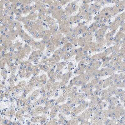 Immunohistochemistry-Paraffin: FXR1 Antibody [NBP1-89546]