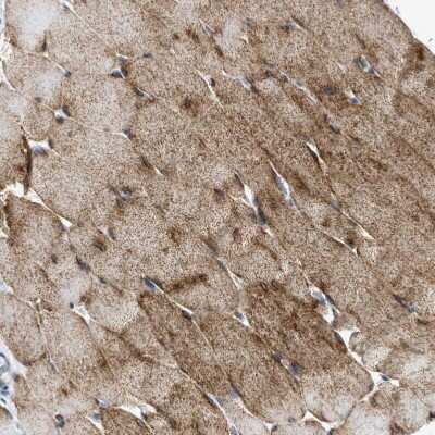 Immunohistochemistry-Paraffin: FXR1 Antibody [NBP1-89546]