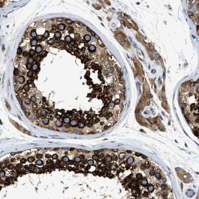 Immunohistochemistry-Paraffin: FXR1 Antibody [NBP1-89546]