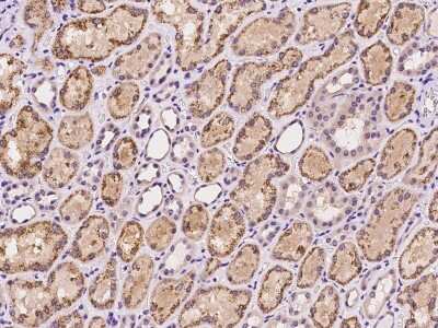 Immunohistochemistry-Paraffin: FXR1 Antibody [NBP2-97956]