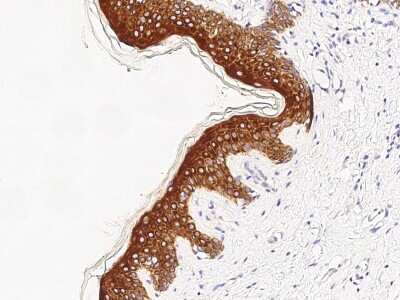 Immunohistochemistry-Paraffin: FXR1 Antibody [NBP2-98798]