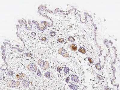 Immunohistochemistry-Paraffin: FXR1 Antibody [NBP2-98798]