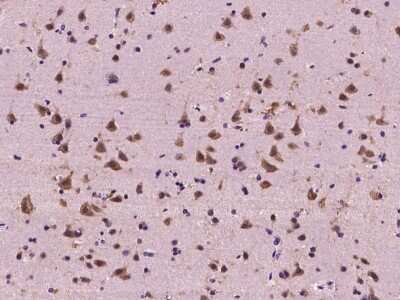 Immunohistochemistry-Paraffin: FXR1 Antibody [NBP2-99343]