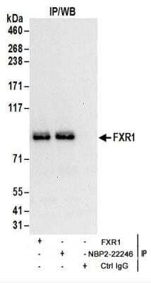 Immunoprecipitation: FXR1 Antibody [NBP2-22246]