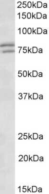 Western Blot: FXR1 Antibody [NB100-41388]