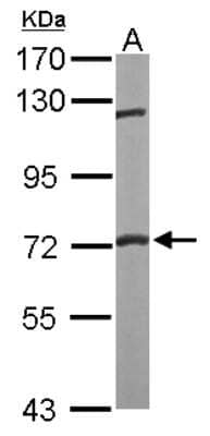 Western Blot: FXR1 Antibody [NBP1-33719]