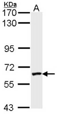 Western Blot: FXR1 Antibody [NBP1-33719]