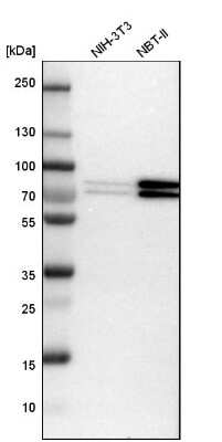 Western Blot: FXR1 Antibody [NBP1-89546]