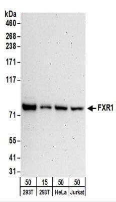 Western Blot: FXR1 Antibody [NBP2-22246]