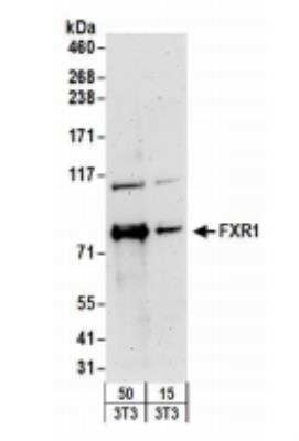 Western Blot: FXR1 Antibody [NBP2-22246]