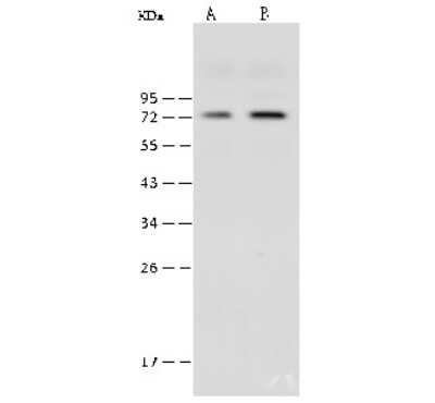 Western Blot: FXR1 Antibody [NBP2-99343]