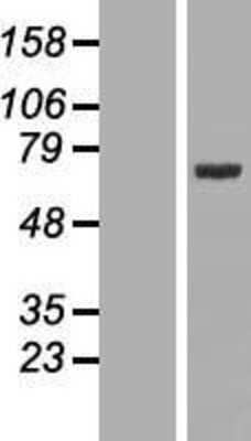 Western Blot: FXR1 Overexpression Lysate [NBL1-10873]