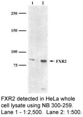 Western Blot: FXR2 Antibody (1G2)BSA Free [NB300-259]