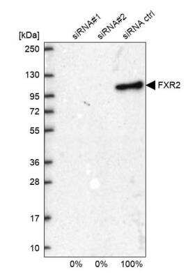 Western Blot: FXR2 Antibody [NBP1-83432]