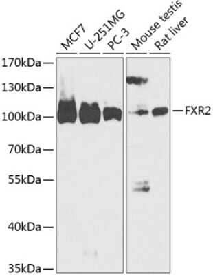 Western Blot: FXR2 AntibodyBSA Free [NBP3-03963]