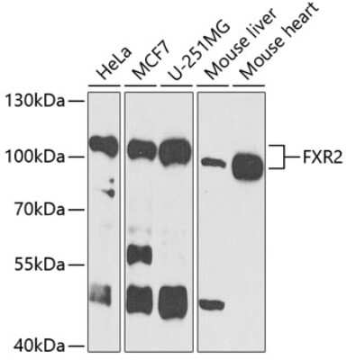 Western Blot: FXR2 AntibodyBSA Free [NBP3-03964]