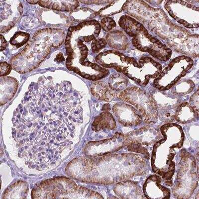 Immunohistochemistry-Paraffin: FXYD2 Antibody [NBP2-49574]