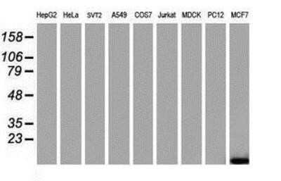 Western Blot: FXYD3 Antibody (OTI4E3)Azide and BSA Free [NBP2-71219]