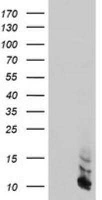 Western Blot: FXYD3 Antibody (OTI4E3)Azide and BSA Free [NBP2-71219]