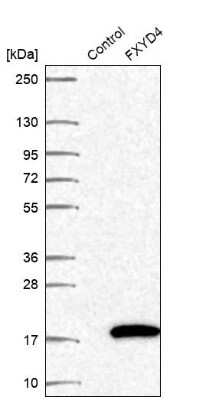 Western Blot: FXYD4 Antibody [NBP2-48725]