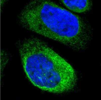 Immunocytochemistry/ Immunofluorescence: FXYD5/Dysadherin Antibody [NBP1-82486]