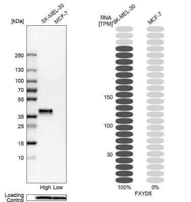 Western Blot: FXYD5/Dysadherin Antibody [NBP1-82486]